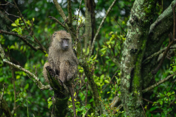 Olive baboon sits on branch turning head