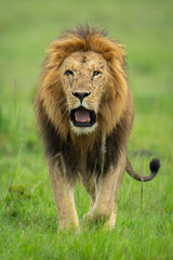 Obraz premium One-eyed male lion crosses savannah towards camera