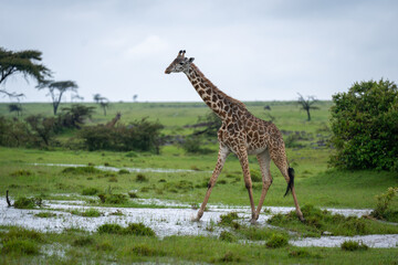 Masai giraffe crosses shallow water in grassland