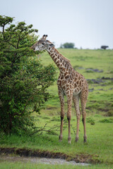 Fototapeta premium Masai giraffe stands browsing from leafy bush