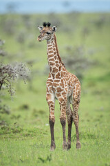 Obraz premium Masai giraffe calf stands on grassy plain