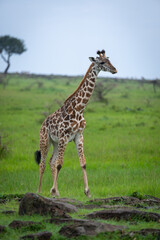 Masai giraffe calf approaches rocks on savannah