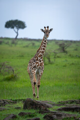 Obraz premium Masai giraffe calf approaches rocks in savannah