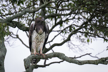 Obraz premium Martial eagle opens beak on lichen-covered branch