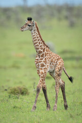 Fototapeta premium Masai giraffe calf walks across grassy plain