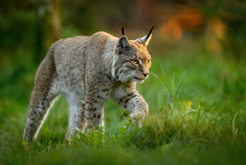 Eurasian lynx ( Lynx lynx ) close up © Piotr Krzeslak