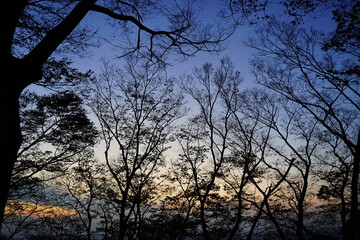 Obraz premium 서울 남산 야경 나무