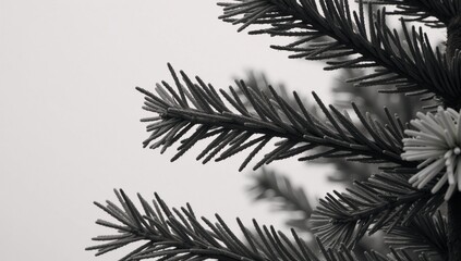 Naklejka premium Monochrome image A naked Abies Nordmann fir Christmas tree captured in black and white photography