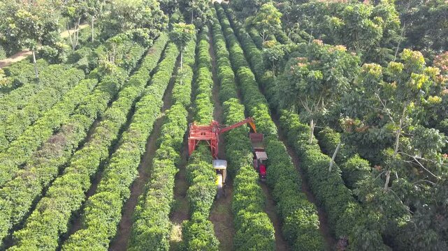 Aerial view of Harvester machines working in coffee field. Coffee farm. Mechanized coffee harvesting, large coffee field. Intercropping with trees. 