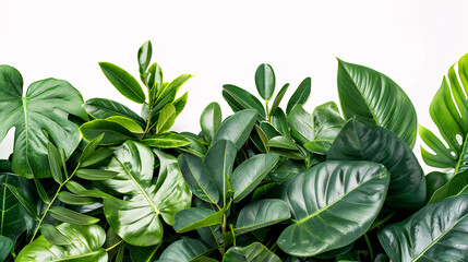 Fototapeta premium Tropical Leaves and Foliage on Transparent Background: An arrangement of tropical leaves and foliage on a transparent background.