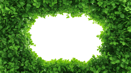 frame of green leaves, fresh hedge lush plants forming a frame with empty space for text. transparent white background. cutout
