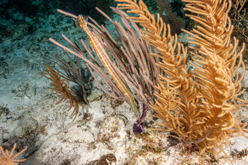Belize Barrier Reef, the second largest coral reef system in the world, Trumpetfish (Aulostomus...