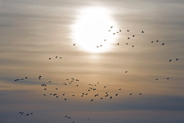 A large flock of geese flies across the sky against the backdrop of the rising sun. Greater white-fronted goose (Anser albifrons) on autumn migration in Lithuania.