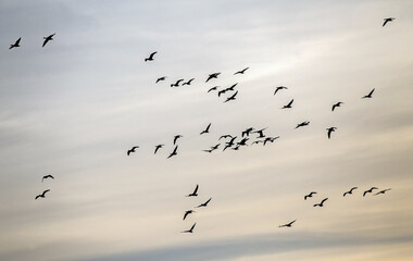 A large flock of geese flies across the sky against a backdrop of colorful dawn clouds. Greater white-fronted goose (Anser albifrons) on autumn migration in Lithuania.