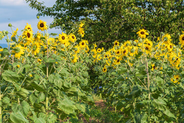 Fototapeta premium 夏の日差しを浴びるひまわり畑