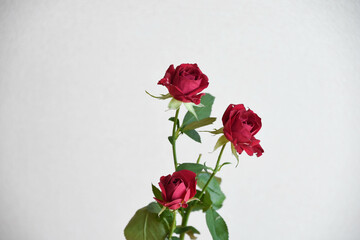 赤いスプレーばら