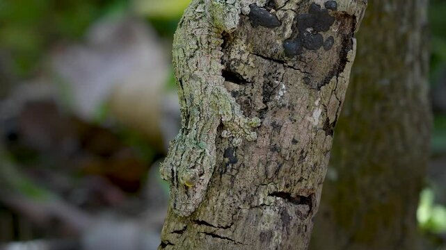 A giant leaf-tailed gecko is nearly invisible, perfectly camouflaged in the textured bark of trees. Its body shape and color mimic the surface of a tree, making it virtually undetectable. Madagascar.