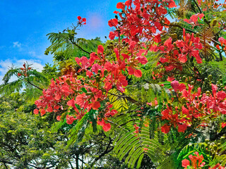 The flamboyant tree (Delonix regia) has benefits, Treating wounds: The flowers contain anti-bacterial, anti-inflammatory, analgesic, anti-fungal and antioxidant compounds.