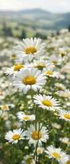 Fototapeta premium Beautiful white daisy flowers in focus against blurry landscape, outdoor, blossoming, garden, environment, close-up