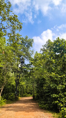 Fototapeta premium path in the forest