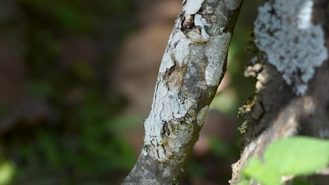 A giant leaf-tailed gecko is nearly invisible, perfectly camouflaged in the textured bark of trees. Its body shape and color mimic the surface of a tree, making it virtually undetectable. Madagascar.