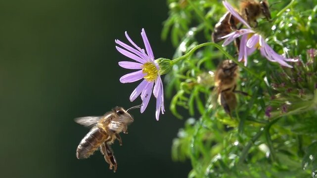 Bee, Flying on Flower. Funny flight. closeup view. Slow-motion. purple violet daisy flowers
