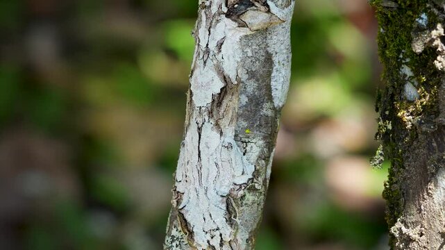 A giant leaf-tailed gecko is nearly invisible, perfectly camouflaged in the textured bark of trees. Its body shape and color mimic the surface of a tree, making it virtually undetectable. Madagascar.