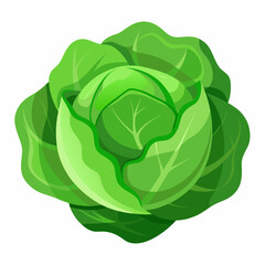 Fototapeta premium Cabbage illustration With vector