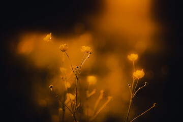 Beautiful yellow buttercup flowers with thin stems are illuminated by the setting sun's light. Wildflowers in a meadow.