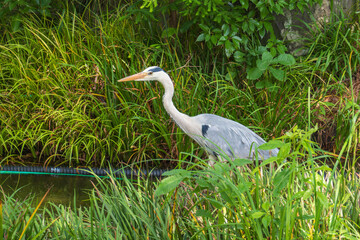 草むらに佇むアオサギ