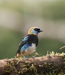 Obraz premium Golden-hooded tanager (Stilpnia larvata)