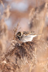 Male Common reed bunting