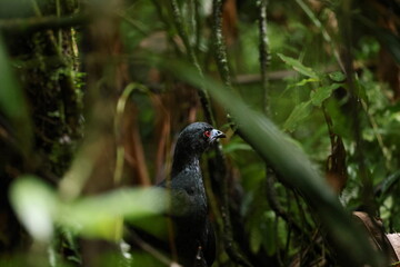 Obraz premium Black guan