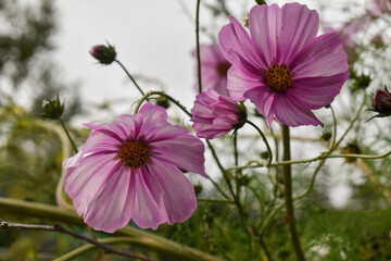 Obraz premium Fleur Cosmos Géantes - Fleurs roses jardin sauvage