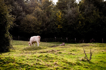 Vache et son veau dans la campagne