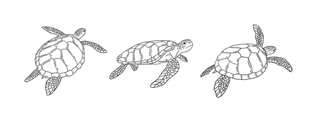 Obraz premium Stripes sea turtle swimming. realistic sea turtle doodle hand drawn isolated line black icon 