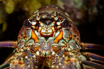 Belize Barrier Reef, the second largest coral reef system in the world, Caribbean Spiny Lobster...