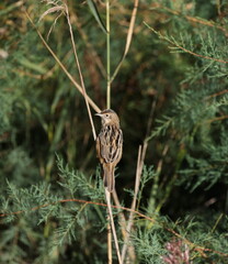Obraz premium Zitting cisticola (Cisticola juncidis)