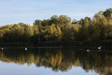 Swans in a lake in autumn