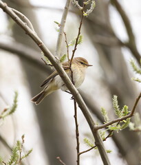 Common chiffchaff
