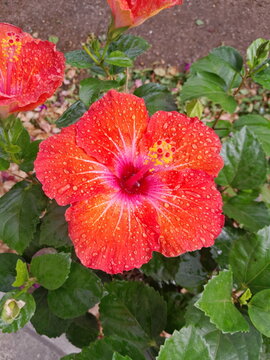 red dahlia flower