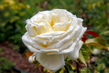 close up white rose in the garden