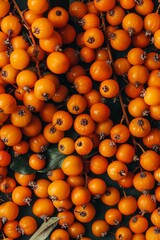 Sea buckthorn berry texture background, hippophae fruits pattern, many sandthorn berries mockup