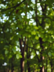 Soft focus green leaves and trees create a dreamy blurred nature background perfect for design projects and presentations, peaceful