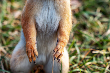 A close-up of the front paws with long sharp claws of a red squirrel standing on its hind legs on the autumn grass.