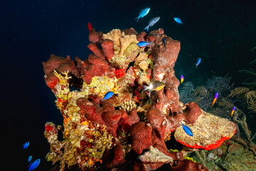 Belize Barrier Reef, the second largest coral reef system in the world © Luigi