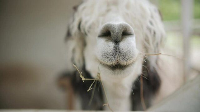 funny alpaca with long wavy bangs looking at camera, close up