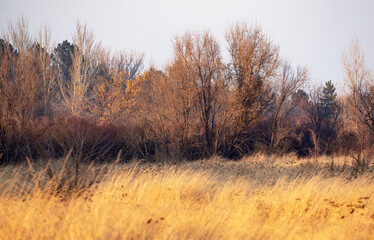Fototapeta premium In late autumn, the meadow grasses turned yellow and dried up, the forest shed almost all the leaves.