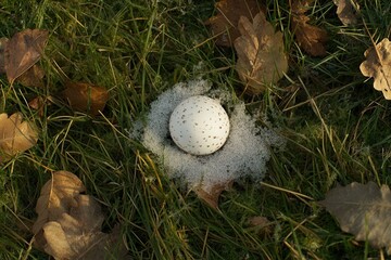 A melted snowman on green grass in Chapel Hill, North Carolina