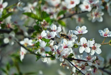 Obraz premium Flower fly (Syrphida) feed on nectar on cherry plum flowers